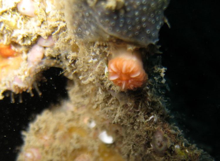 Caryophyllia sp.